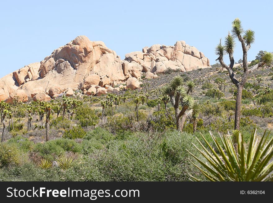 Joshua Tree National Park views. Joshua Tree National Park views.