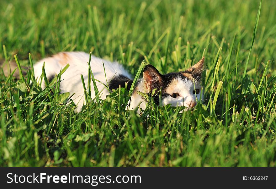 Cat playing on the grass