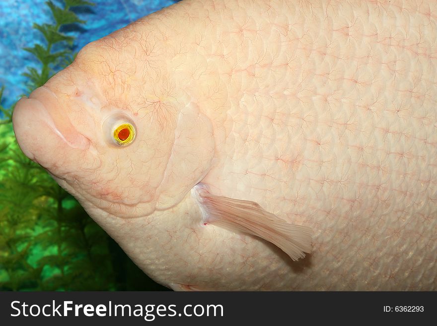 Giant gourami albino.