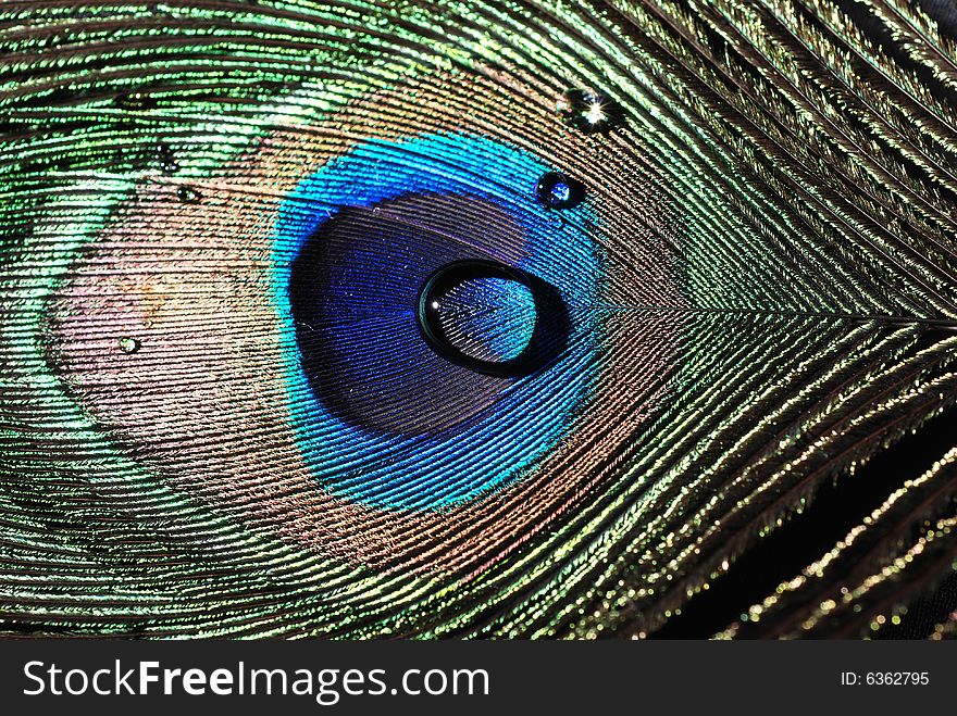 Detail of peacock feather eye with drops