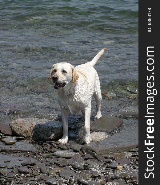 A Labrador Retriever enjoying the water and the weather. The dog's relaxed tail, is indicating a happy disposition. After-all, it's play time!