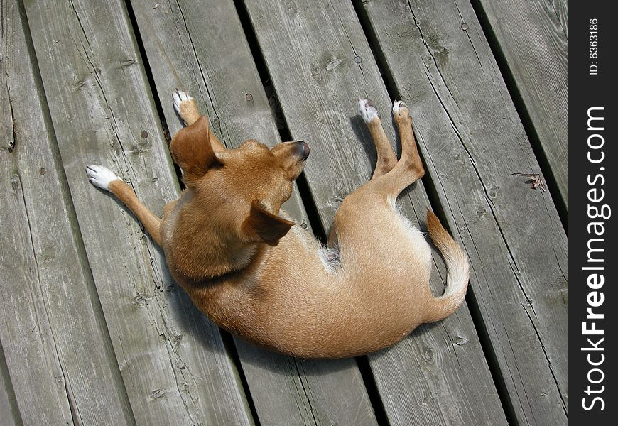 While sun bathing on the deck, a young, nine pound Chihuahua is alerted by the presence of nearby fauna. She considers her options. While sun bathing on the deck, a young, nine pound Chihuahua is alerted by the presence of nearby fauna. She considers her options.