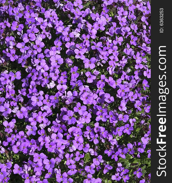 Purple aubretia plant showing the beauty of the flowers