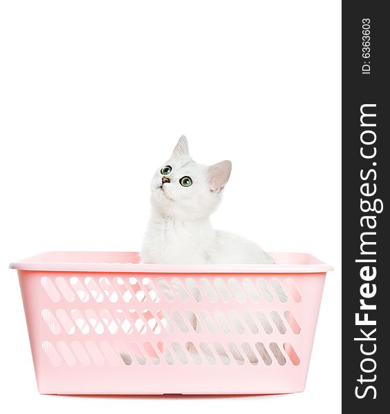 Adorable british kitten sitting in a pink basket and looking up. Isolated on white background