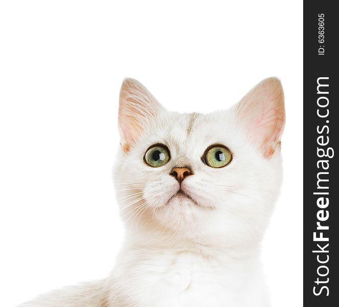 Beautiful british kitten close-up shot. Isolated on white background