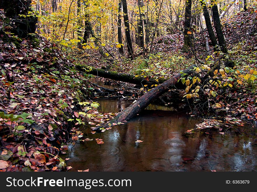 The Autumn wood. Saratov. Russia.