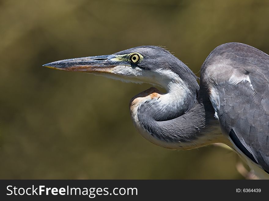 Closeup of a single young Grey Heron with intense look and sharp beak. Closeup of a single young Grey Heron with intense look and sharp beak