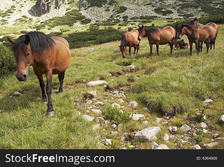 Horses In Bulgarian Mountains