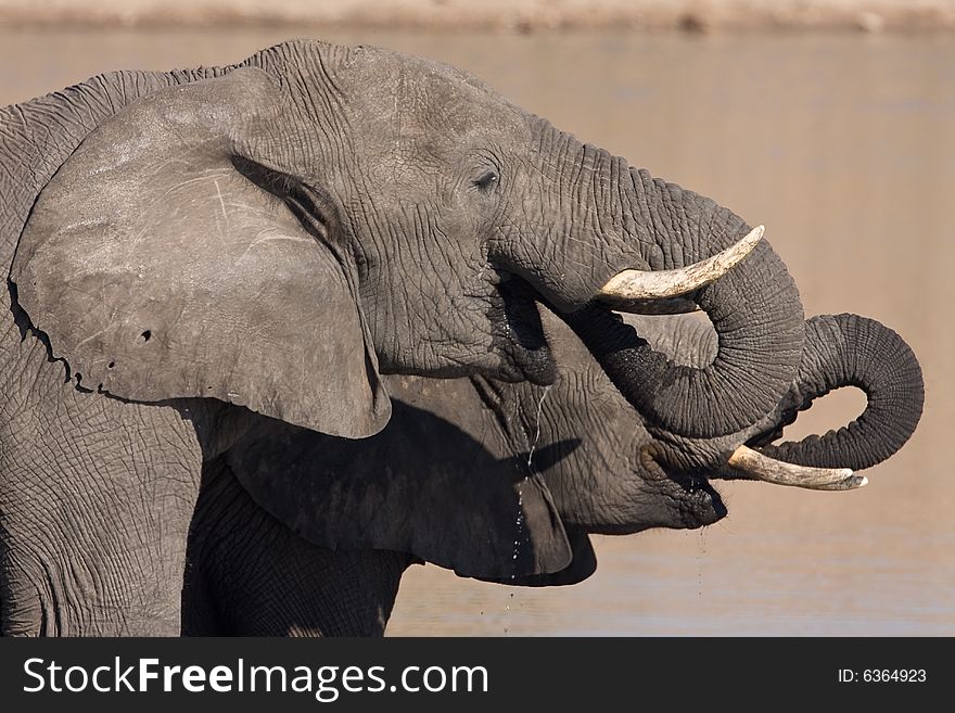 Two Large African Elephant drinking water from the Mpondo dam. Two Large African Elephant drinking water from the Mpondo dam