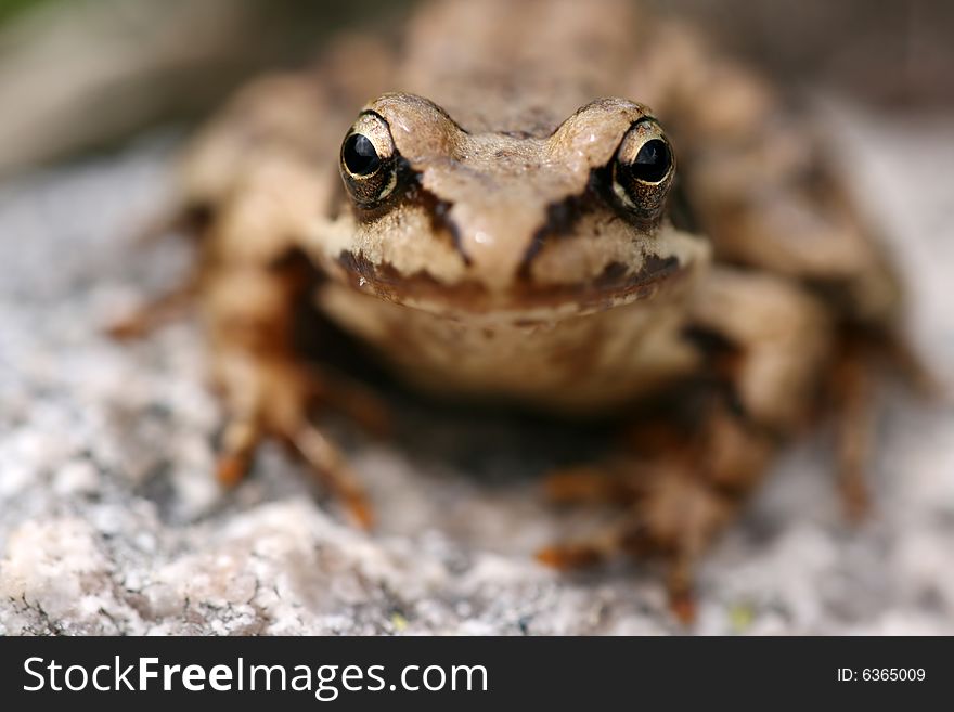 Brown frog Rana temporaria face to face