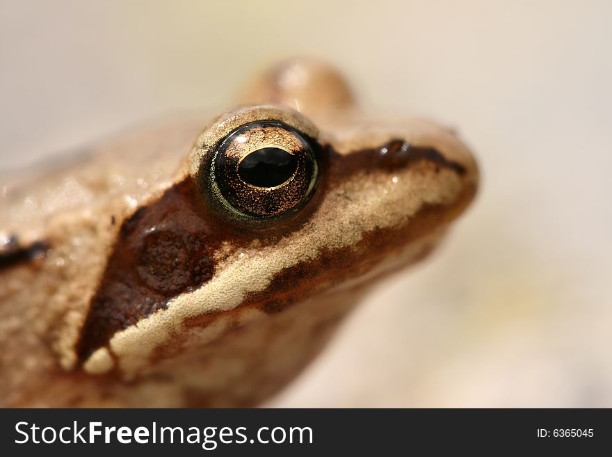 Brown frog Rana temporaria extreme closeup. Brown frog Rana temporaria extreme closeup