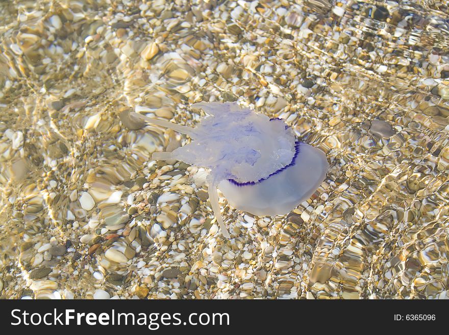 The jellyfish has swum up to the coast