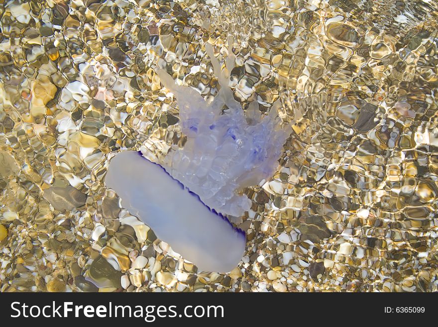 The jellyfish has swum up to the coast