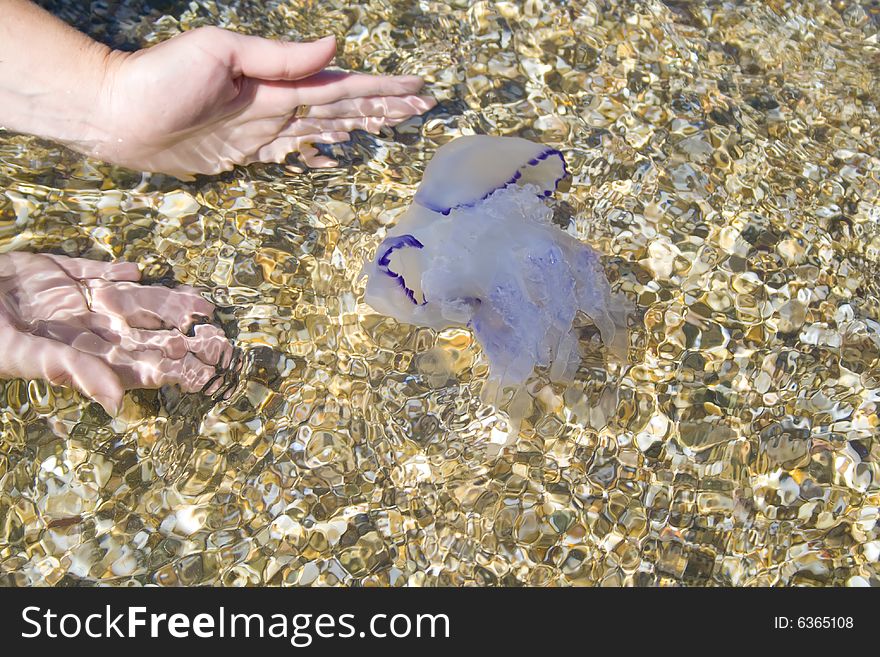 The jellyfish has swum up to the coast