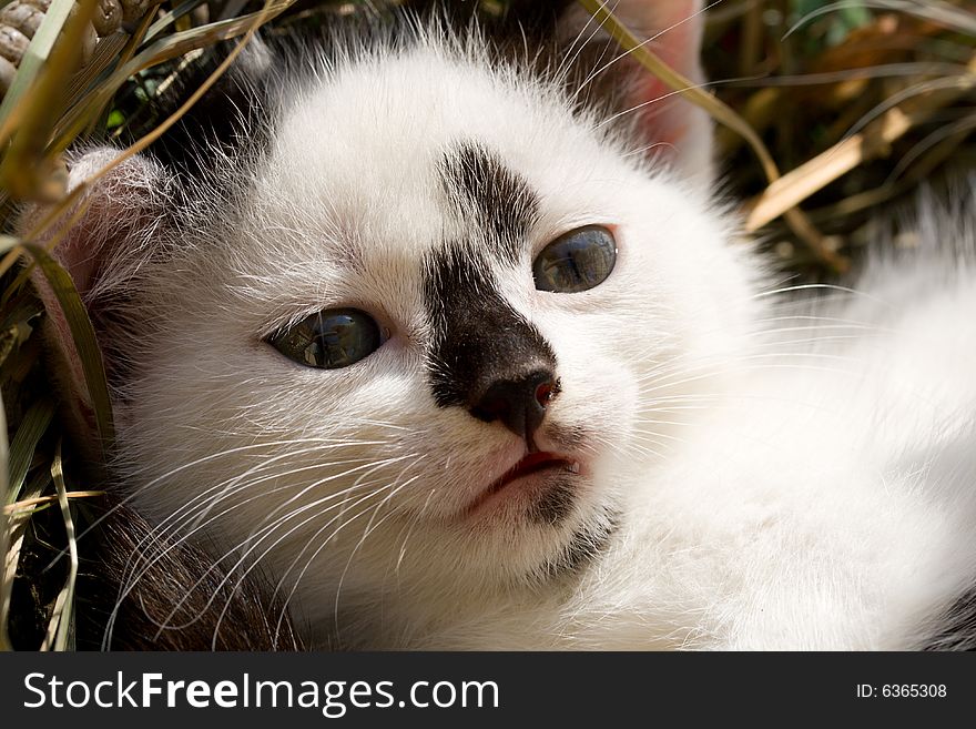 Close-up white kitten on grass. Close-up white kitten on grass