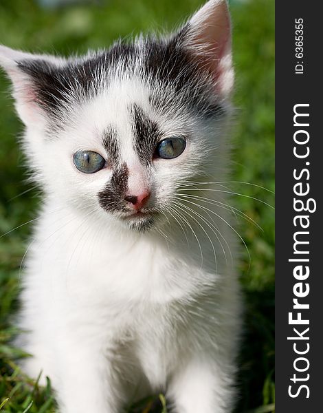 Close-up sitting kitten on green grass background