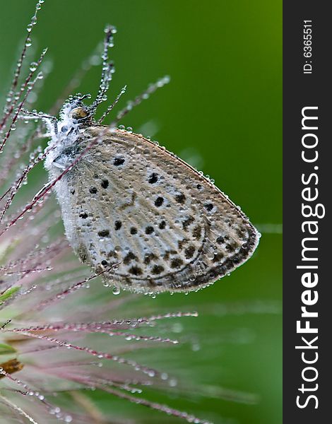 Butterfly with water drops