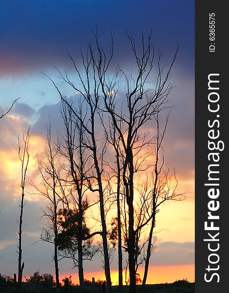 Trees at on the background of dramatic sunset sky. Trees at on the background of dramatic sunset sky