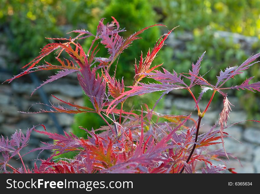 Red leaf on a garden