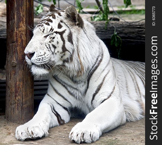 Portrait of white tiger. Rare animal. Portrait of white tiger. Rare animal