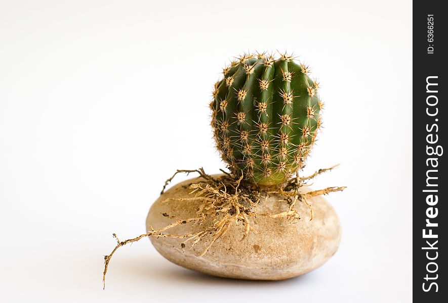 Little round cactus with roots on a stone