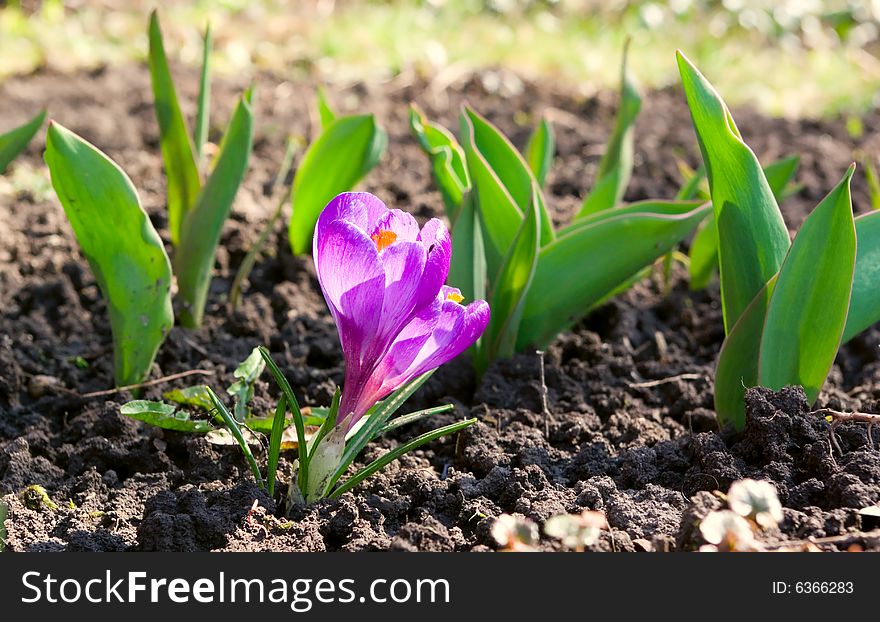 Young violet flower grows from raw soil