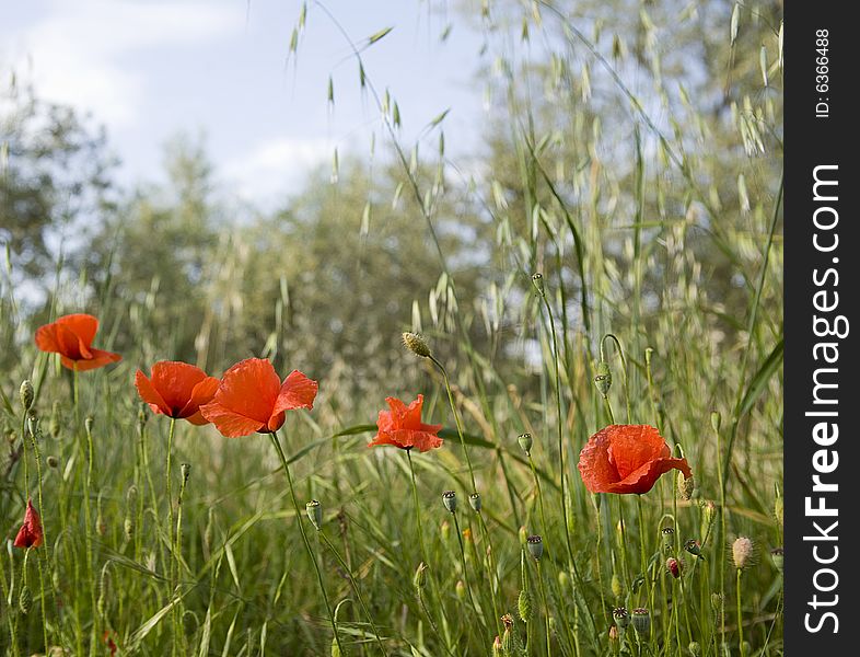 Tuscany countryside, close-up of poppy flower in the meadow