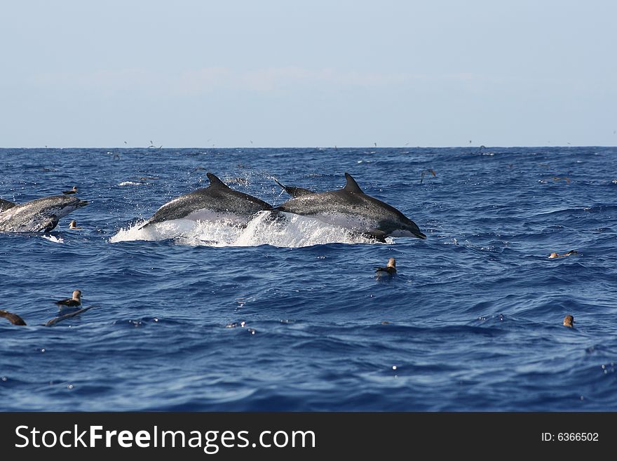 Family of wild spoted dolphins swimming and jumping free on the ocean. Family of wild spoted dolphins swimming and jumping free on the ocean