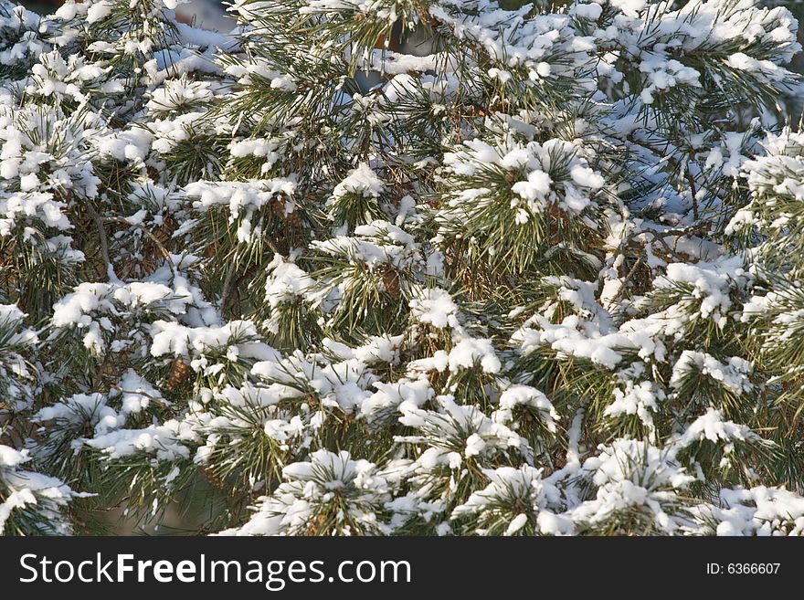 Pine-tree covered with snow, view from below. Pine-tree covered with snow, view from below