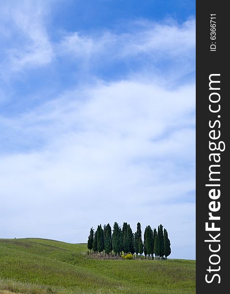 Tuscany countryside, landscape with isolated cypress. Tuscany countryside, landscape with isolated cypress