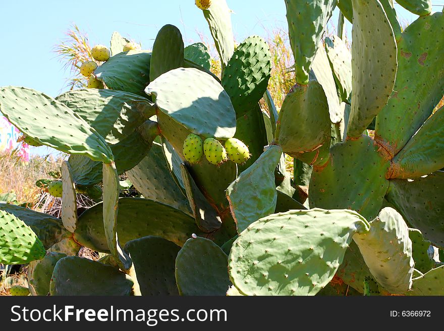 Large green cactus on the island of Crete. Greece