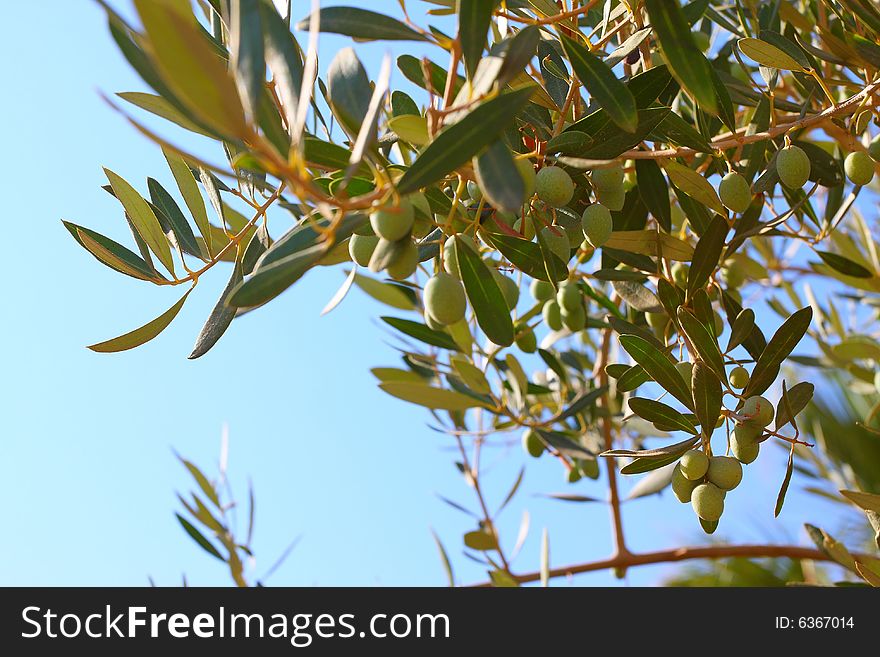 Greek olives. Olive branch on the island of Crete. Greece