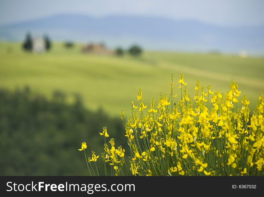 Tuscany countryside, close-up of yellow blooming bush. Tuscany countryside, close-up of yellow blooming bush