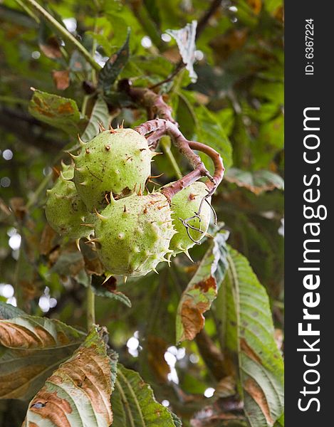 Green and thorny chestnut fruit on branch