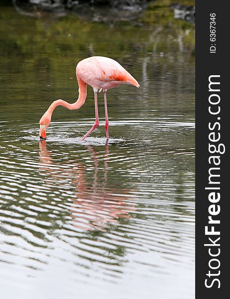 A beautiful pink flamingo in search of food in a small pond. A beautiful pink flamingo in search of food in a small pond