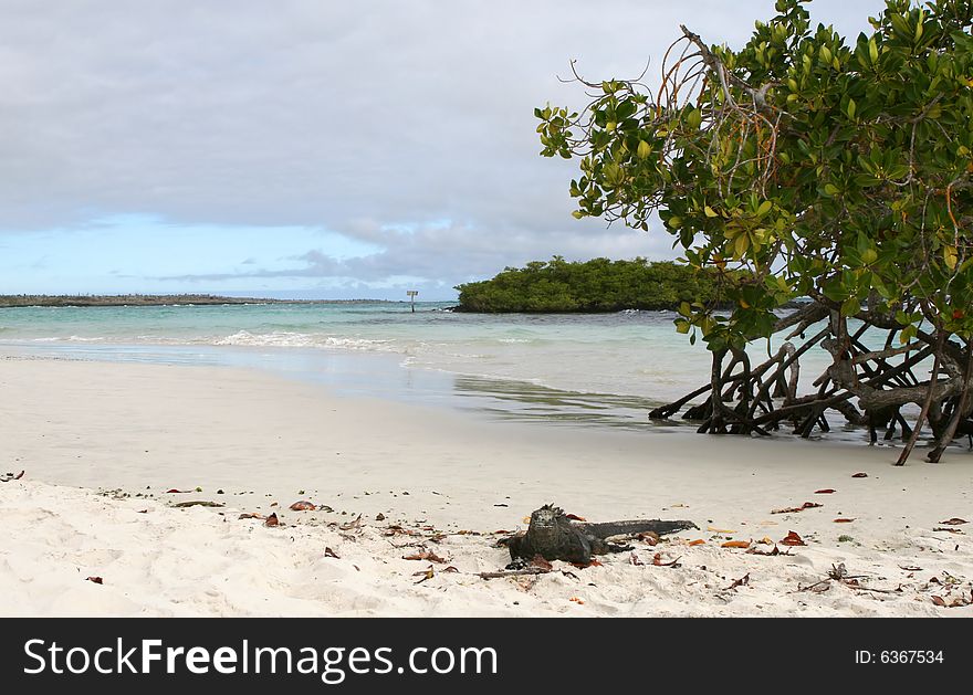 A marine iguana on a sandy beach