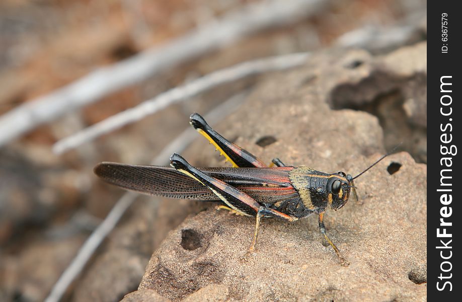 A colorful grasshopper sitting on a rock