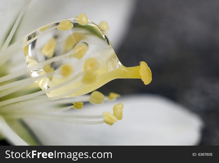 A water drop macro in the interior of one flower. A water drop macro in the interior of one flower