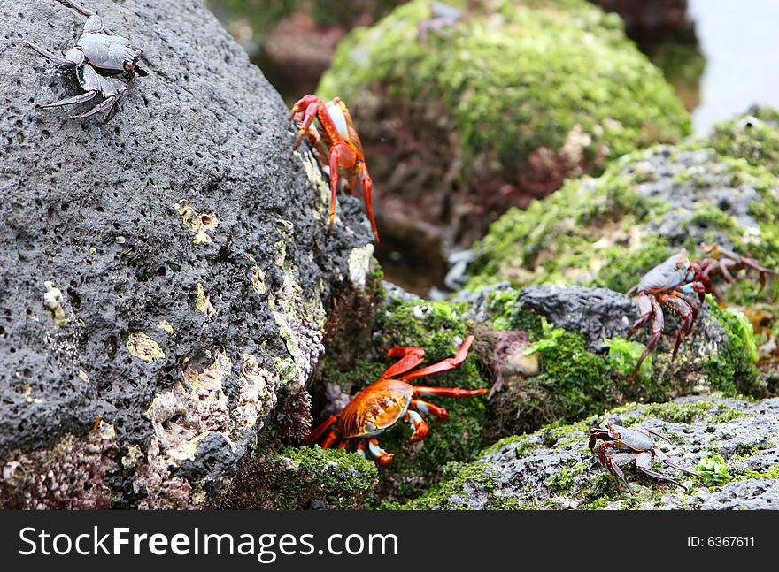Sally Lightfoot Crabs playing on volcanic rocks in the galapagos islands