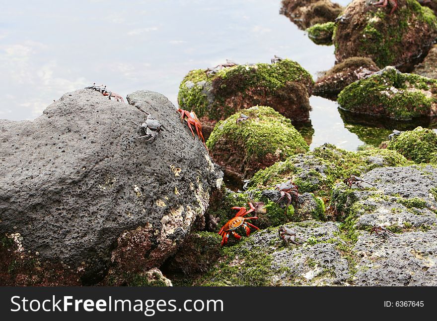 Sally light foot crabs playing on rocks at the ocean's edge