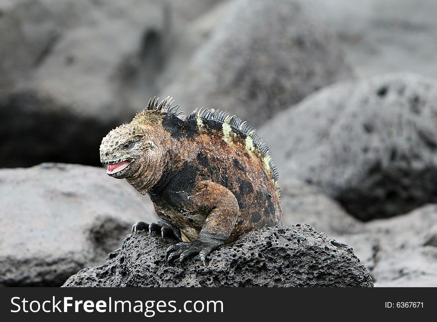 A beautiful marine iguana crawling on the volcanic rocks in the galapagos islands