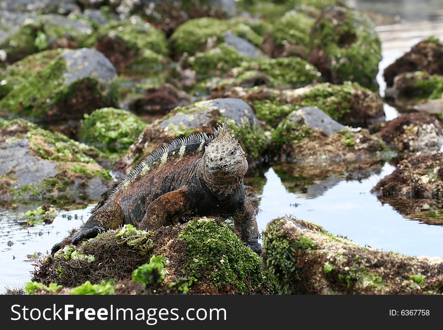 Marine Iguana