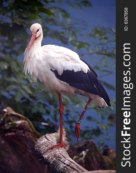 Photograph of a beautiful stork