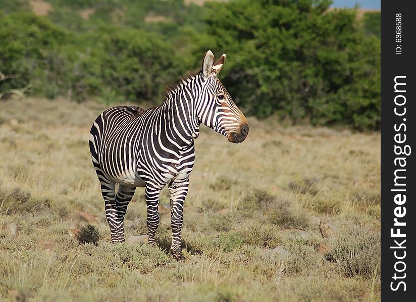 This is the Cape Mountain Zebra, one of the most endagered mammals in the world, wild and in its natural habitat in South Africa. This is the Cape Mountain Zebra, one of the most endagered mammals in the world, wild and in its natural habitat in South Africa.