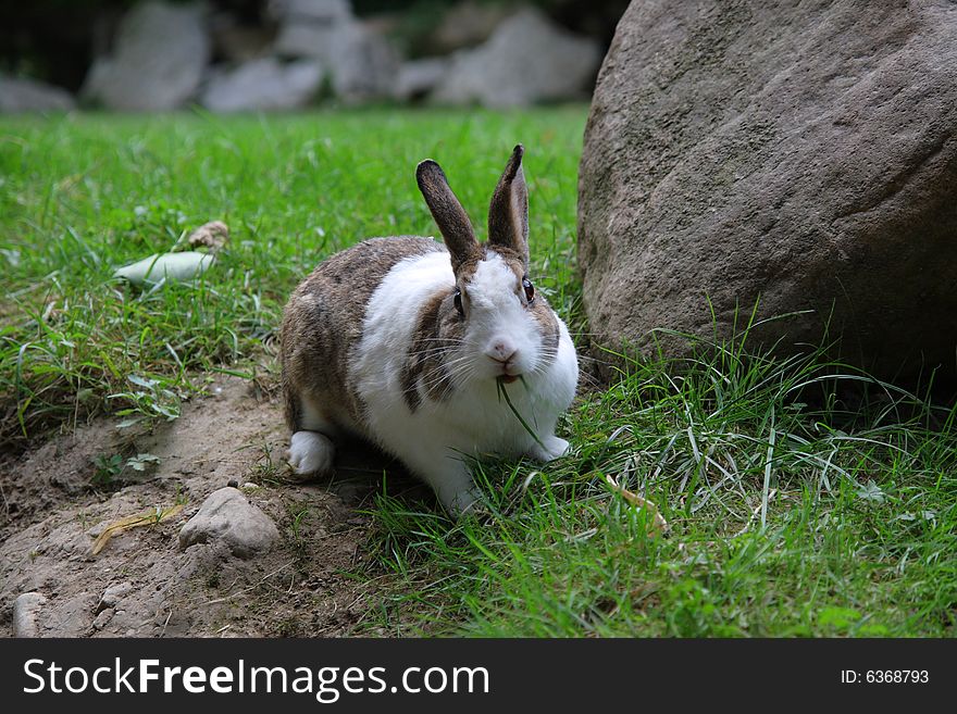 Nice rabbit eating grass looks into camera