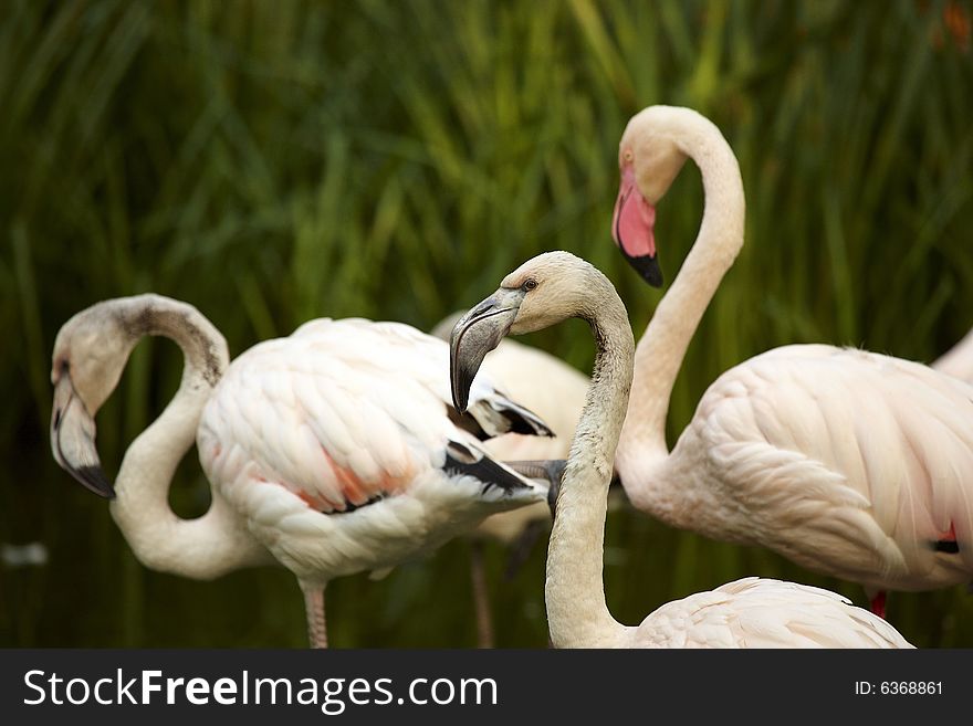 Photograph of beautiful birds: flamingos. Photograph of beautiful birds: flamingos
