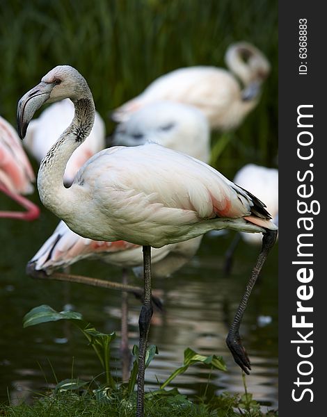 Photograph of beautiful birds: flamingos. Photograph of beautiful birds: flamingos