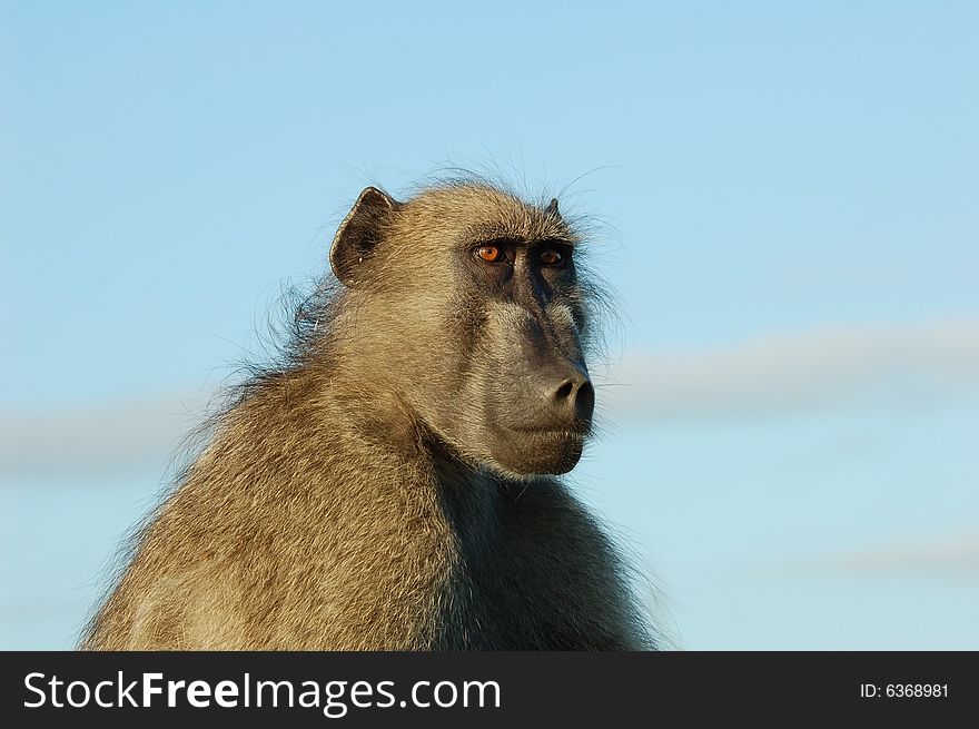 A chacma baboon (Papio ursinus) showing his profile early in the morning in South Africa. A chacma baboon (Papio ursinus) showing his profile early in the morning in South Africa.