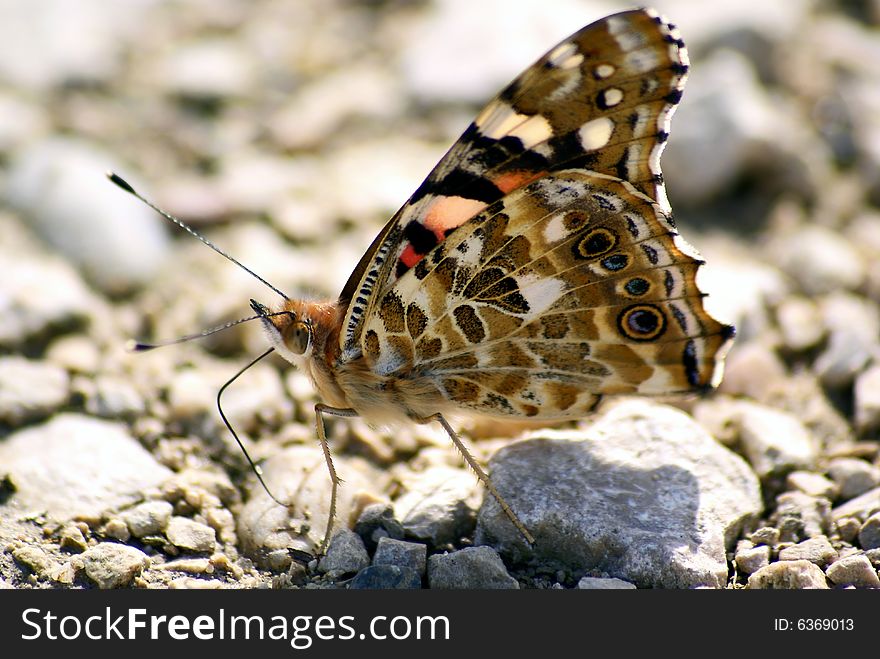 A beautiful butterfly sitting on gravel. A beautiful butterfly sitting on gravel