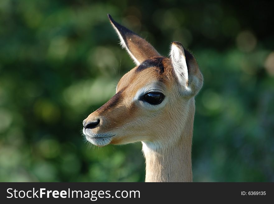 A young female impala antelope (Aepyceros Melampus) wild in South Africa. A young female impala antelope (Aepyceros Melampus) wild in South Africa.